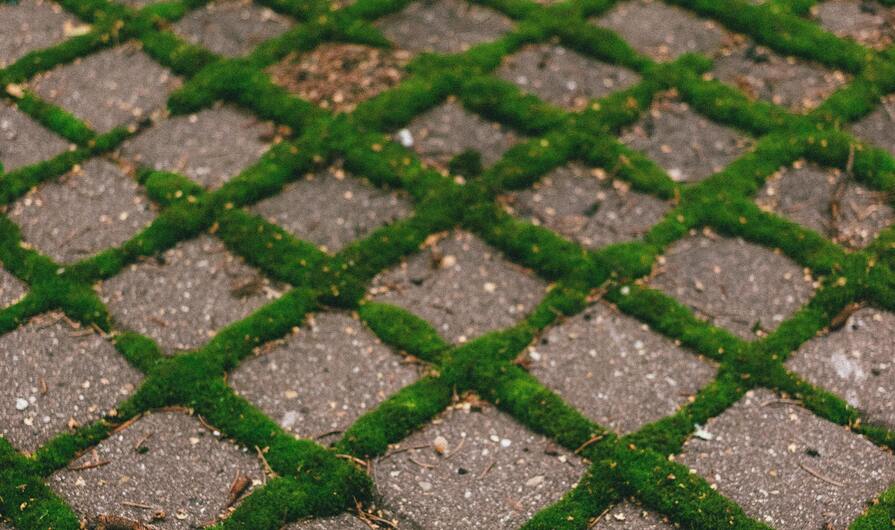 Pflasterweg mit Moos das durch die Fugen wächst